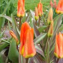 Tulipa fosteriana 'Juan' PB 12